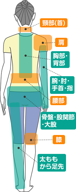 体の部位を示したイラスト